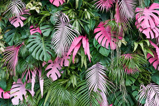 Tropical trees arranged in full background Or full wall There are leaves in different sizes, different colors, various sizes, many varieties. Another garden layout.