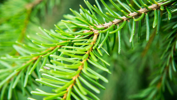 istock twigs of conifer 827219808