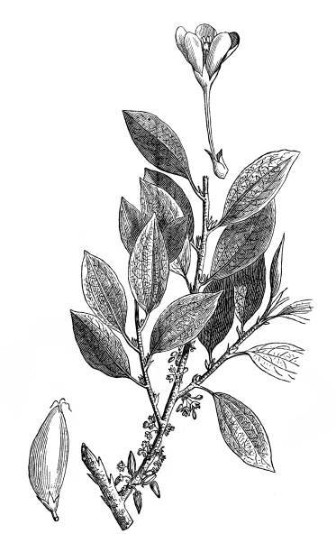 ilustrações, clipart, desenhos animados e ícones de planta da coca (erythroxylon coca) - kaine