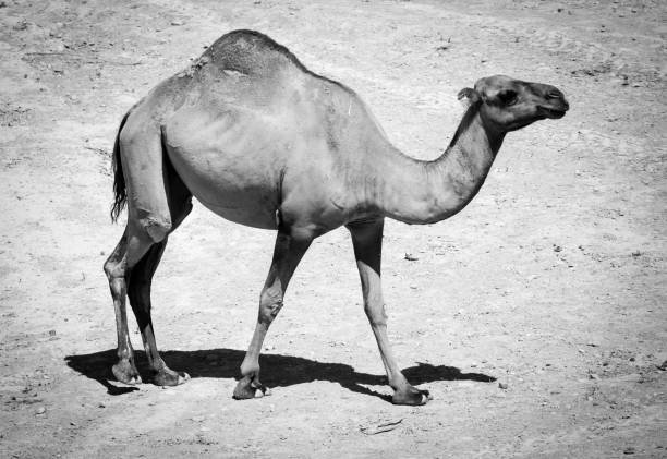 istock Camel on pasture in deserted nature 827219906