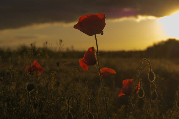 istock Red poppy grows on the field at the sunset 827220378