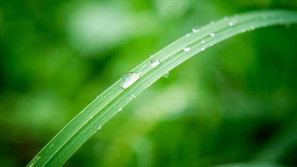 капли воды на длинной травинки - long leaf grass blade of grass стоковые фото и изображения