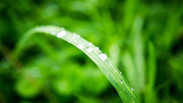 капли воды на длинной травинки - long leaf grass blade of grass стоковые фото и изображения