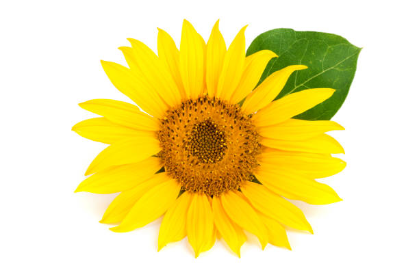 istock sunflower with leaves isolated on white background close-up 827222620