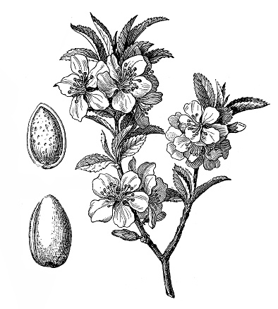 Illustration of a Almond tree (Prunus dulcis, Prunus amygdalus)