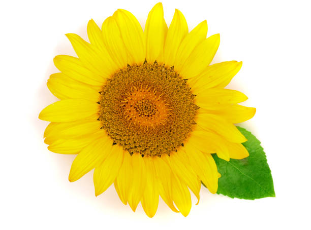 istock sunflower with leaves isolated on white background close-up. Top view 827223286