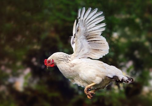 Chicken flying in nature, hen