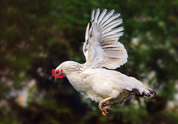 kurczak latający w przyrodzie, kura - chicken domestic animals bird poultry zdjęcia i obrazy z banku zdjęć