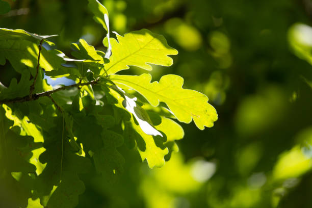 istock Green leaves on an oak tree in the nature 827226364