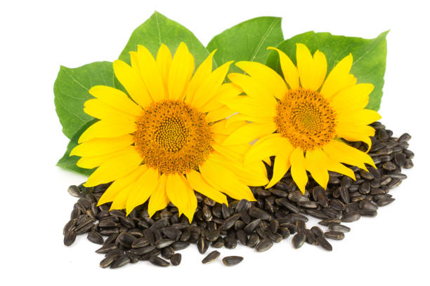 istock Two sunflowers with seeds and leaves isolated on white background 827226622