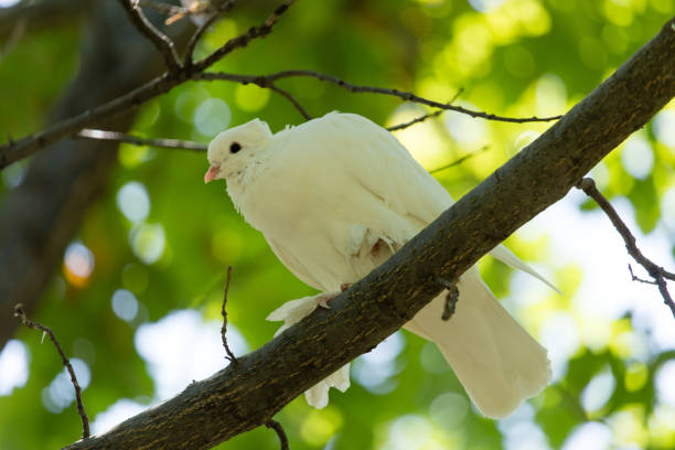 istock White dove in the forest on a green nature 827226662