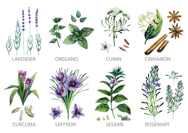 Watercolor herbs and spices Watercolor collection of herbs and spices isolated on white background saffron plant stock illustrations