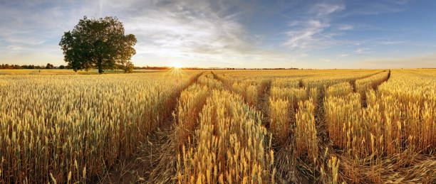 istock Rural landscape with wheat field on sunset 827226746