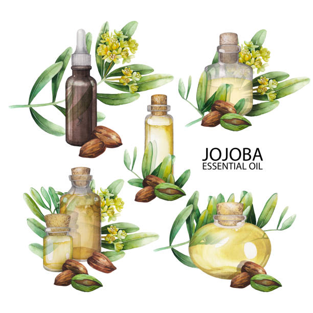 aquarell jojoba-öl-set - fruit painting food oil painting stock-grafiken, -clipart, -cartoons und -symbole