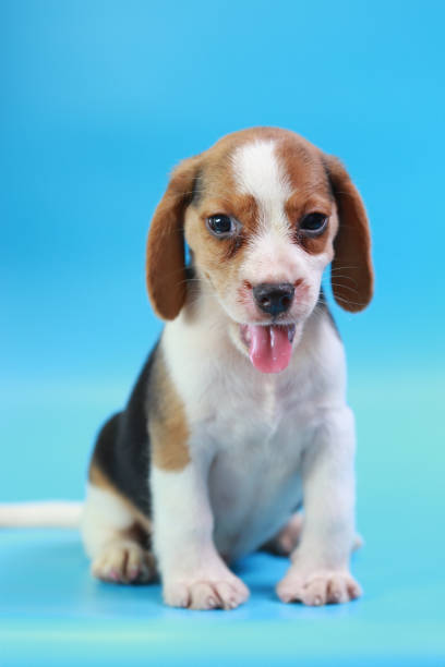 istock 2 months beagle puppy sit down and looking camera on blue screen 827226758