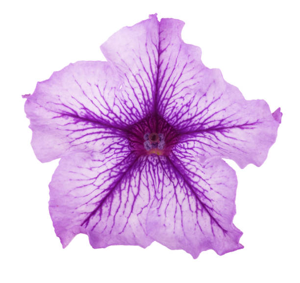 istock violet flower of petunia isolated on white background 827226904