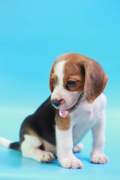 istock 2 months beagle puppy sit down and looking camera on blue screen 827227016