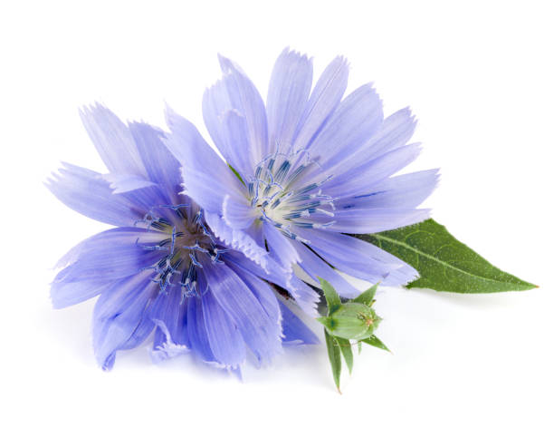 istock Chicory flower with leaf isolated on white background macro 827227282