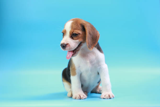 istock 2 months beagle puppy sit down and looking camera on blue screen 827227316