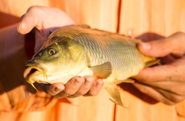 istock Carp in the fisherman's hand at sunset 827227468