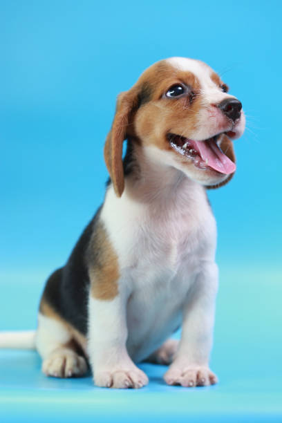 istock 2 months beagle puppy sit down and looking camera on blue screen 827227486