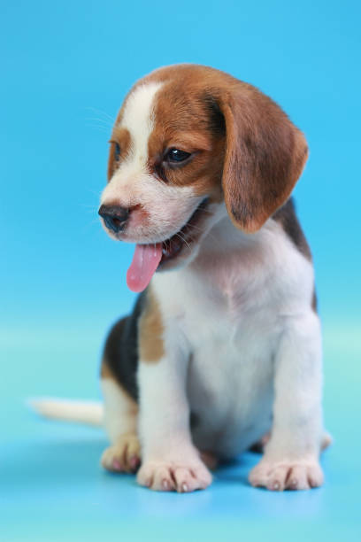 istock 2 months beagle puppy sit down and looking camera on blue screen 827227536
