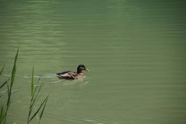 Swimming Duck at Tassenbacher Speicher in Osttirol, Tyrol, Austria during summer season.