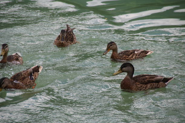 istock Ducks at Tassenbacher Speicher, Osttirol, Austria during Summer 827227918