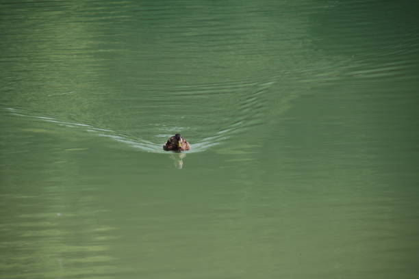 Swimming Duck at Tassenbacher Speicher in Osttirol, Tyrol, Austria during summer season.