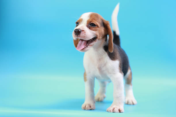 istock 2 months beagle puppy sit down and looking camera on blue screen 827230078