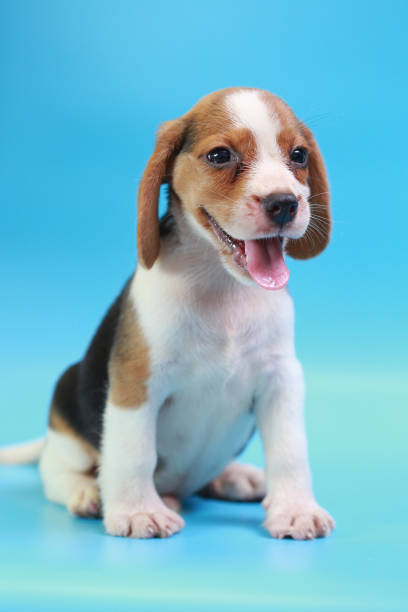 istock 2 months beagle puppy sit down and looking camera on blue screen 827230318
