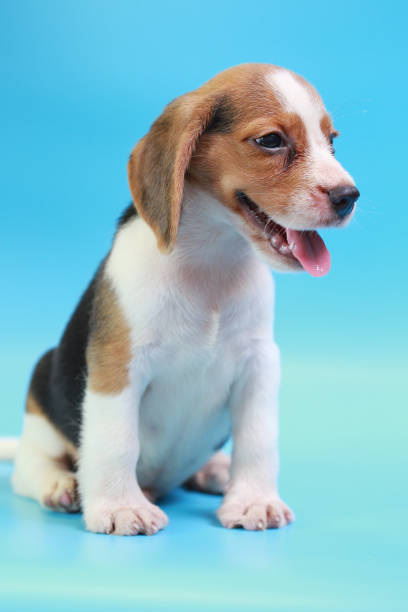 istock 2 months beagle puppy sit down and looking camera on blue screen 827230382