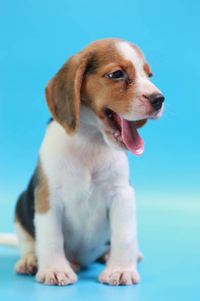 istock 2 months beagle puppy sit down and looking camera on blue screen 827230618