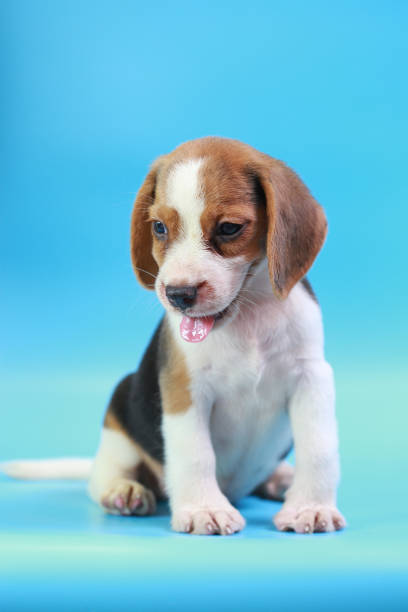 istock 2 months beagle puppy sit down and looking camera on blue screen 827230944