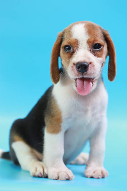 istock 2 months beagle puppy sit down and looking camera on blue screen 827231210
