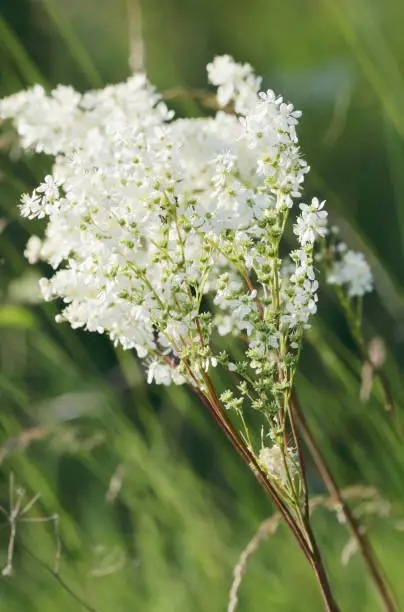 Medium to tall, tufted perennial; stems erect. Leaves pinnate with 8-25 pairs of oblong toothed leaflets, with smaller leaflets in between. Flowers pale cream, purplish beneath, 8-16mm, in dense flat-headed clusters; petals usually 6.




