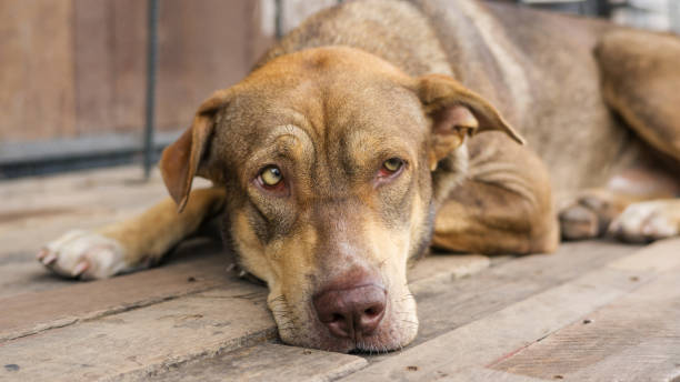 istock Brown dog sitting on a balcony waiting for his boss. 827234390