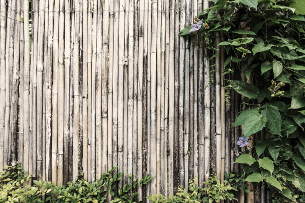 istock Bamboo fence vintage effect background 827234898