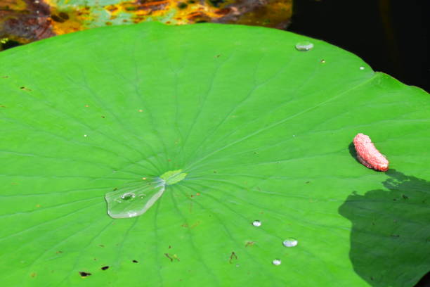 istock Apple snail eggs on top side of floating American Lotus leaf 827238668