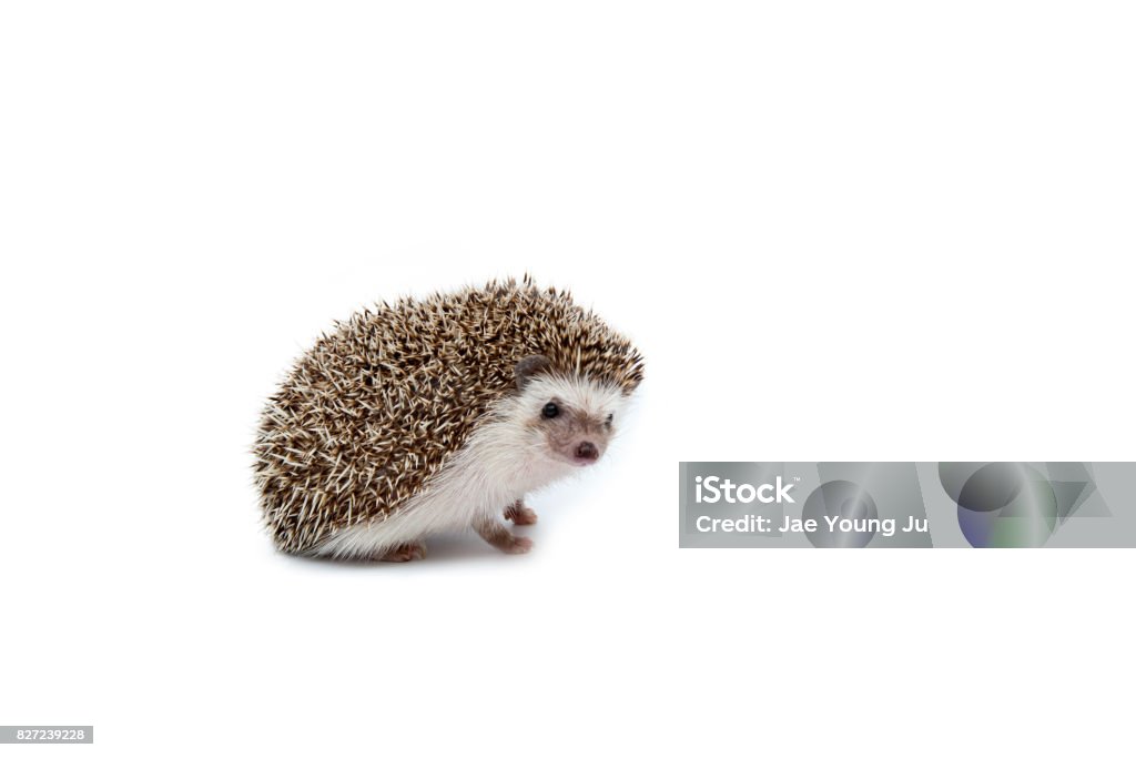 Hedgehog on white background Hedgehog, White Background, Animal, Cute, Spiked Hedgehog Stock Photo