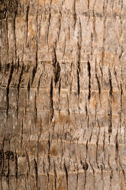 istock Rough brown palm tree wood bark natural texture background 827242858