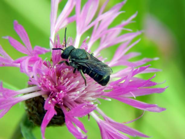 istock Beetle insect on meadow flowers close-up 827246588