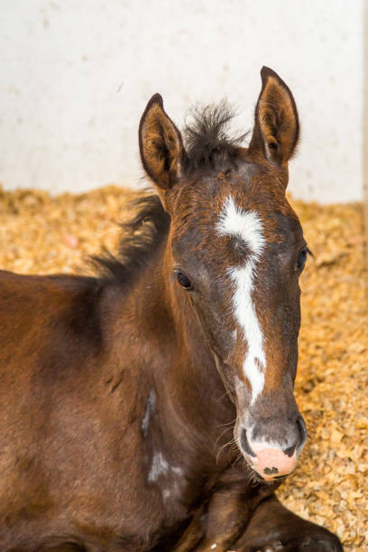 istock Baby Horse in the Stables 827247404