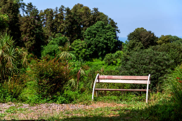 istock The bench in the botanical garden Georgia 827249900