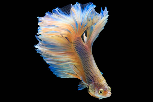 istock Halfmoon Siamese Fighting Fishes Isolated on Black Background,Clipping path 827250128