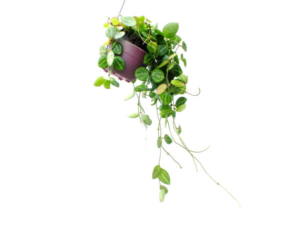 istock green plant hanging isolated collection on white background 827250704