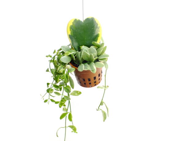 istock green plant hanging isolated collection on white background 827250890