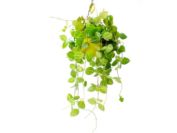 istock green plant hanging isolated collection on white background 827251016
