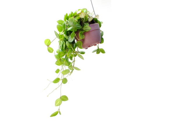 istock green plant hanging isolated collection on white background 827251080