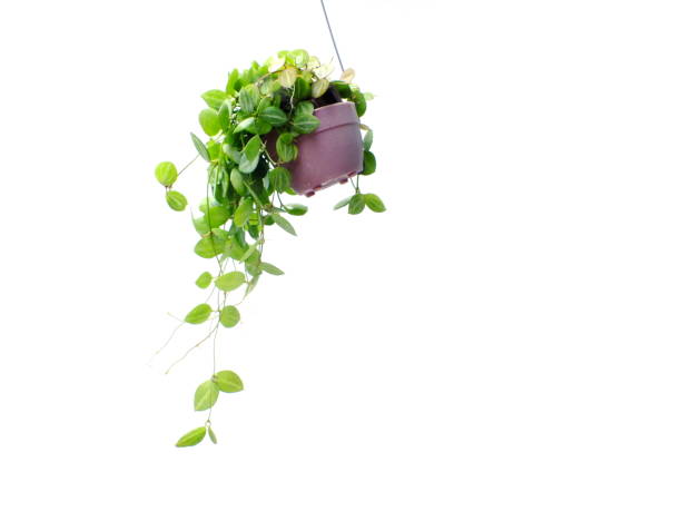 istock green plant hanging isolated collection on white background 827251156
